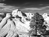 Lone Pine at White Pocket