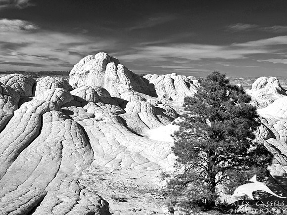 Lone Pine at White Pocket