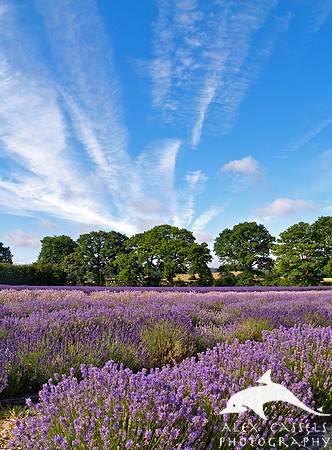 Lavender Fields near Selborne.