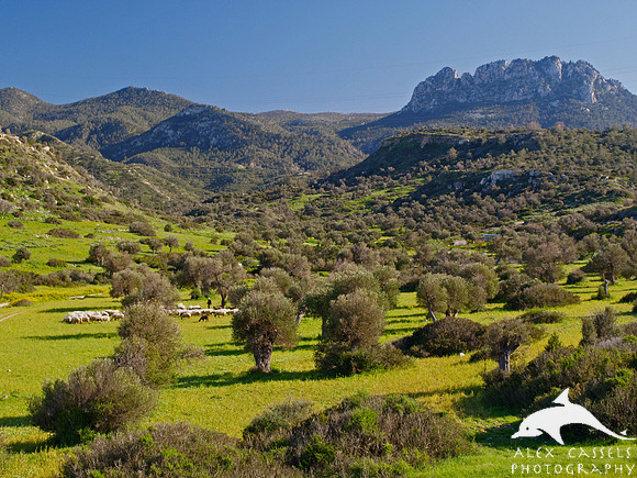 Springtime in Cyprus