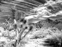 Joshua Tree Desert