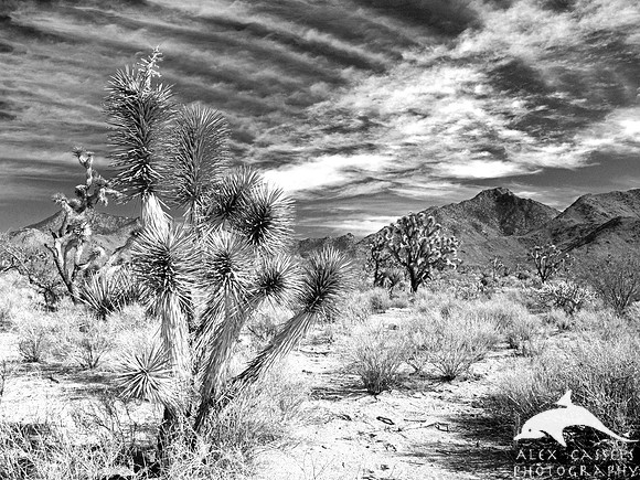 Joshua Tree Desert