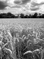 Wheatfield at Auvers-sur-Oise