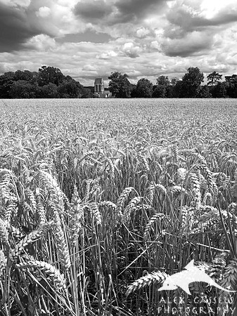 Wheatfield at Auvers-sur-Oise