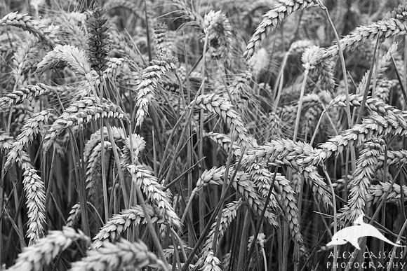 Ears of Wheat