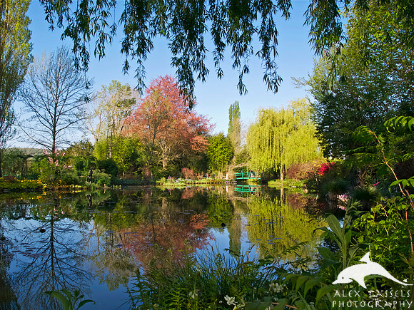 Water garden at Giverny