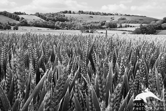 Wheatfield in the South Downs